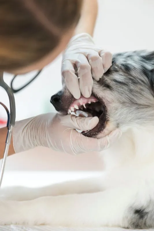 Especialista em odonto veterinária