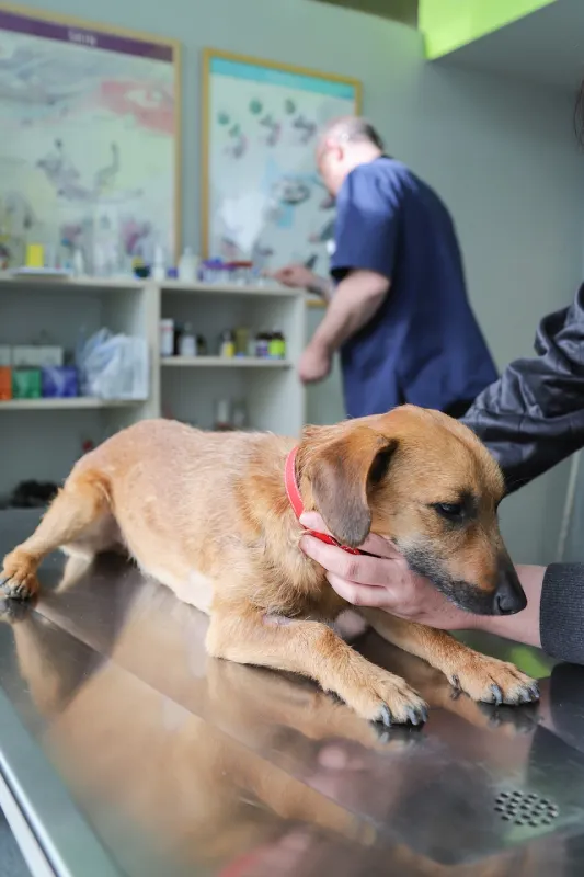 Especialista em clínica de pequenos animais